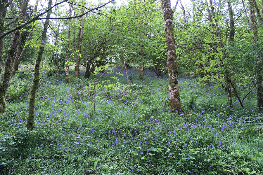 st mellion holiday cottages